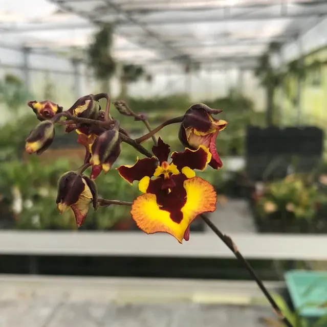 Tolumnia variegata