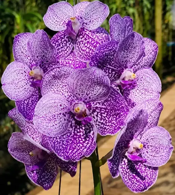 Vanda Somsri Blue Classic × Chulee (Vanda)