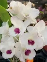 Orchid Seedling 50mm Pot size - Dendrobium Amethyst softcane