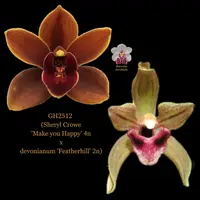 Cymbidium Flask GH2512 (Sheryl Crowe 'Make you Happy' 4n x devonianum 'Featherhill' 2n)