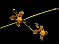 Cyrtochilum deuterovierlingii 419 x 363