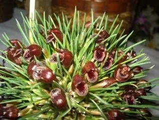 Maxillaria juergensi