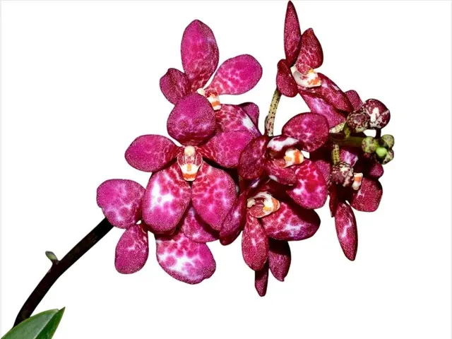 Sarcochilus Kulnura Warmer X Sarcochilus Kulnura Oath (Sarcochilus)