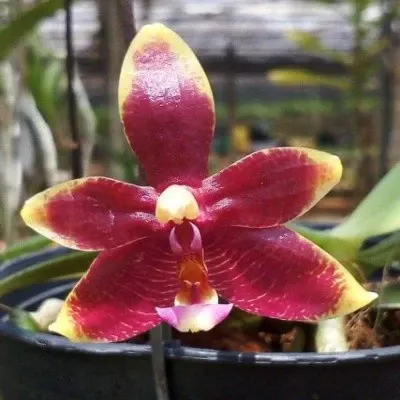 Phalaenopsis Bellina X Phal. Cornu Cervi Red (Phalaenopsis)
