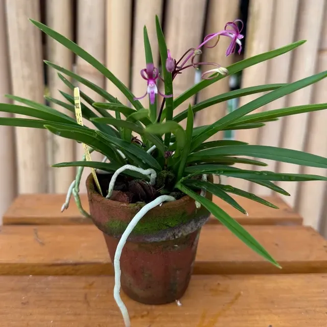Vanda falcata 'Magenta Princess X'
