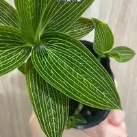 [Bare-root][Import AS-IS] #JO# Ludisia discolor var. alba 汐川寶石蘭 [1.7" NBS][Sept Preorder 26]