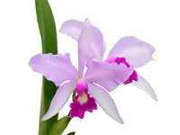 Cattleya Purpurata Dream