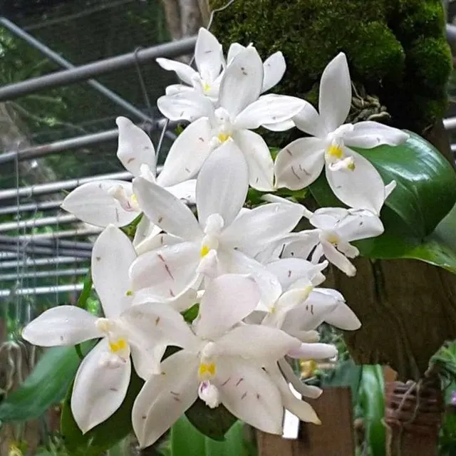 Phalaenopsis tetraspis 'Spotted'