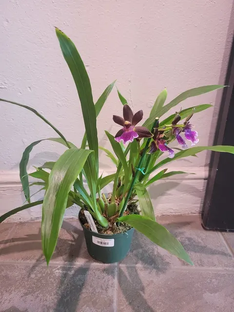 Zygopetalum Orchid 'Zygo' (Zygopetalum)
