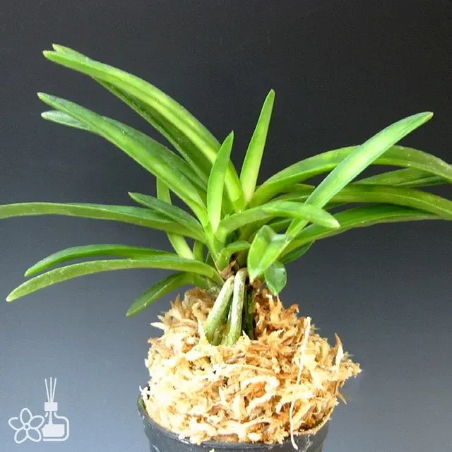Neofinetia falcata 'Benibotaru'