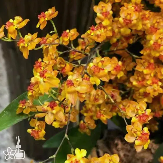 Oncidium Twinkle 'Little Orange'