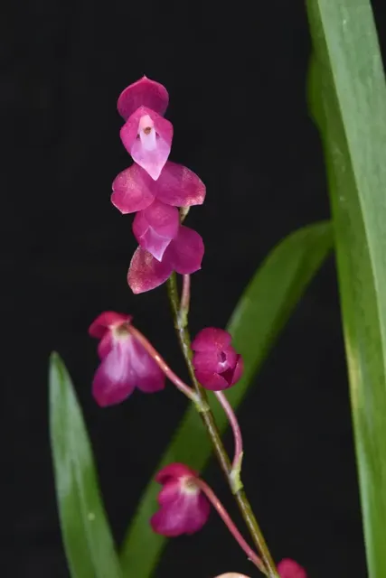 Symphyglossum sanguineum