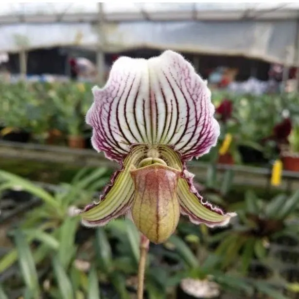 Paphiopedilum ferrianum (Paphiopedilum)