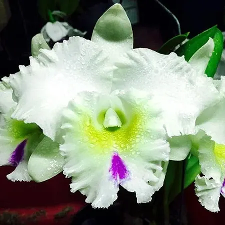 Rhyncholaeliocattleya Chief Mount (Rhyncholaeliocattleya)