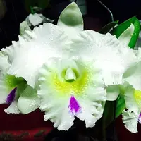 Rlc. Chief Mount — C (Near flowering - spike poss. in 6-18 mths)