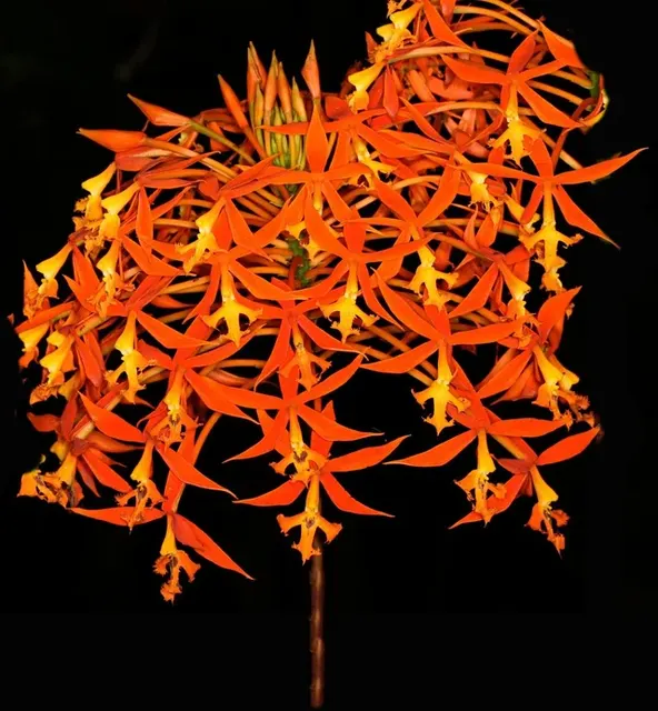 Epidendrum schomburgkii (Epidendrum)