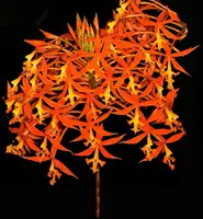 Epidendrum schomburgkii
