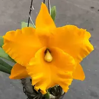 Rlc. Golden Diamond