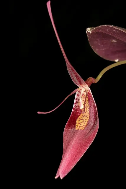 Restrepia condorensis/purpurea (Restrepia)