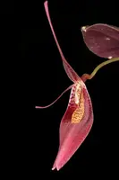 Restrepia condorensis/purpurea