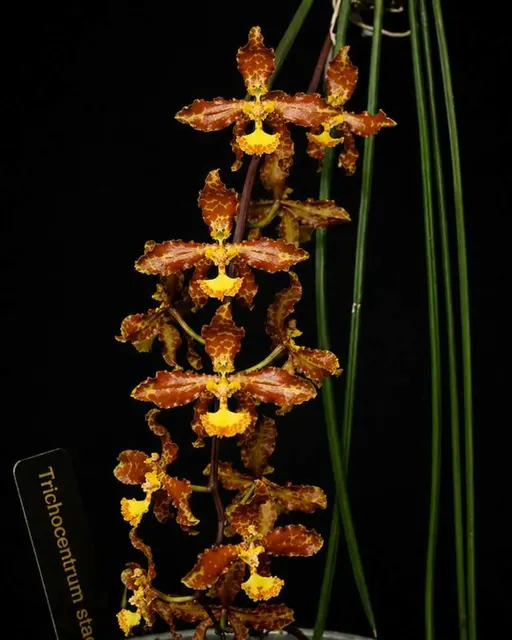 Trichocentrum stacyi (Trichocentrum)