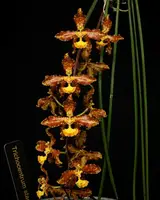 Trichocentrum stacyi