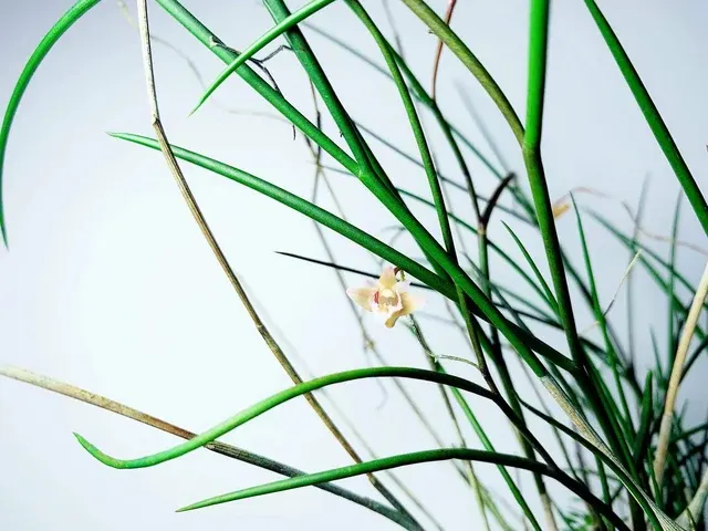 Dendrobium pseudotenellum (Dendrobium)