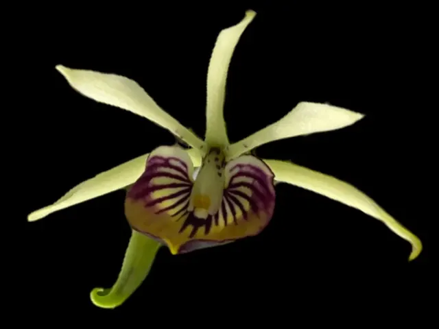 Prosthechea Green Hornet x Trulla
