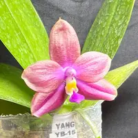 YB-15 Phalaenopsis (Smiley Prince X Peter Blue Diamond) #14 260825 Flowering Seed Grown