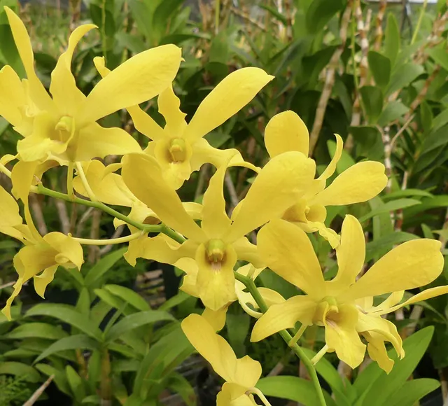Dendrobium Betty Ho 'Kamiya' (Dendrobium)
