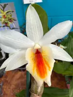 Den. Christy Dawn (Dawn Maree x christyanum) orchid — Not Currently In Bloom or Spike