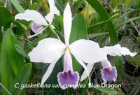 C. gaskeliana coerulea x sib ('Blue Dragon' x 'Madou Tsai') (C2222) (Cattleya - - gaskeliana )