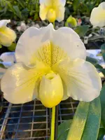 Paphiopedilum ICE AGE ( Pacific Shamrock x Ice Castle )