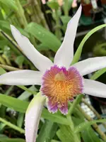 Thunia Gattonensis (majorensis X winniana)