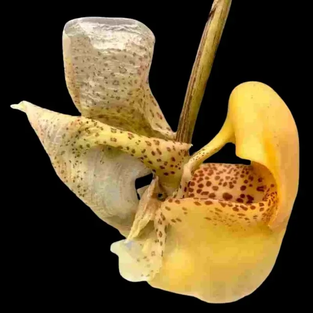 Coryanthes bruchmuelleri (Coryanthes)