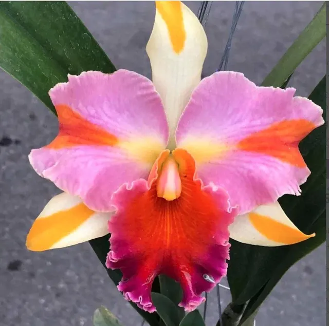 Rhyncholaeliocattleya Amazing Thailand Rainbow (Rhyncholaeliocattleya)