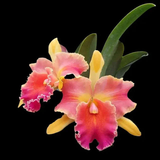 Cattleya Alliance: Blc. Amazing Thailand 'Magician' (Cattleya)