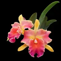 Cattleya Alliance: Blc. Amazing Thailand 'Magician'