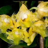 Dendrobium roslii, blooming size rare orchid species. Unique fimbriated yellow blooms