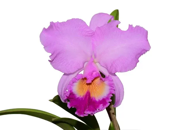 Rhyncholaeliocattleya Carioca Girl (Rhyncholaeliocattleya)