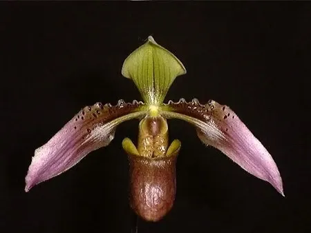 Paphiopedilum cerveranum (Paphiopedilum)