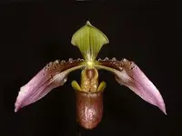 Paphiopedilum cerveranum
