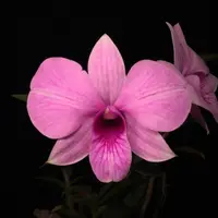 Cooktown Orchid (Dendrobium bigibbum)