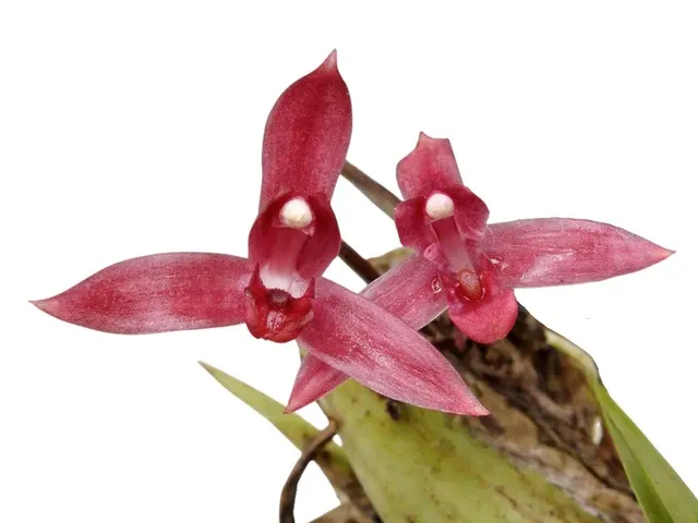 Maxillaria bicallosa (Maxillaria)