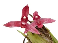 Maxillaria bicallosa