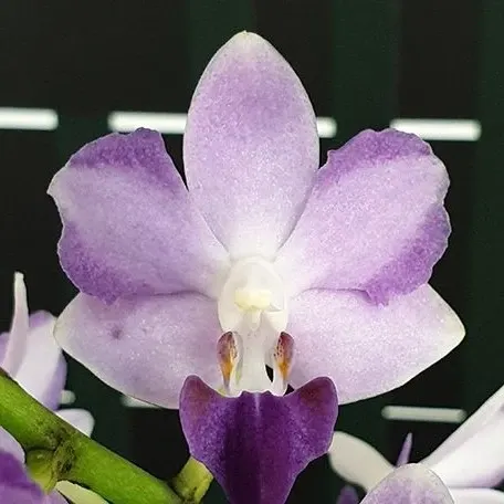 Phalaenopsis Tying Shin Blue Jay (Phalaenopsis)