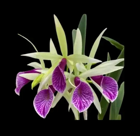 Cattleya Alliance: Bc. Clear Star 'Red Lip' (Cattleya)