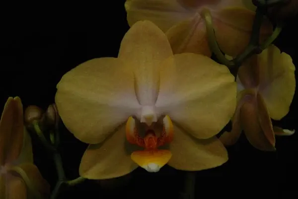 Phalaenopsis SOGO LOGGER