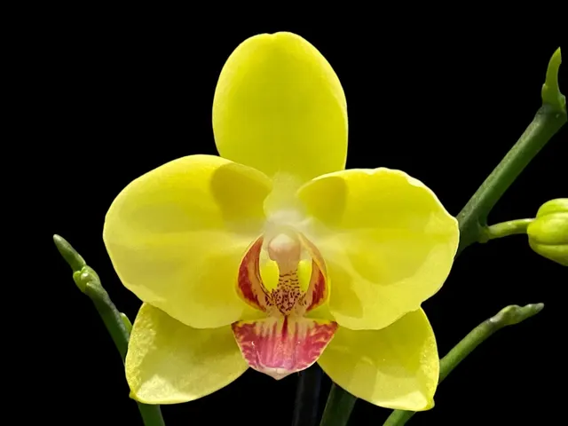 Phalaenopsis Lianher Golden Beauty