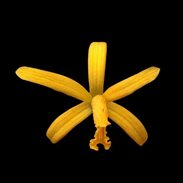Laelia vasconcelosiana